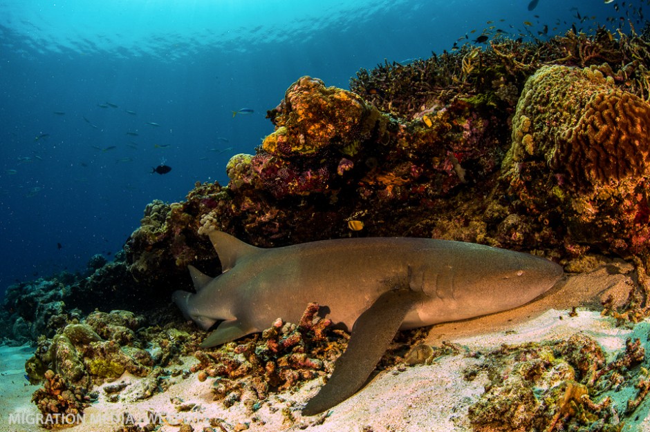 Large adult tawny nurse shark (*Nebrius ferrugineus*) finding refuge under coral shelf