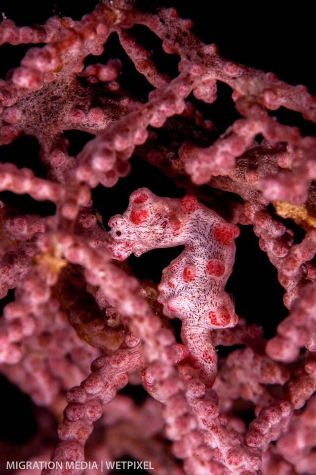 Pygmy seahorse (*Hippocampus bargibanti*) on one of the many gorgonian fans.