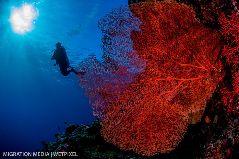 Scuba diver admiring one of the many large sea fans