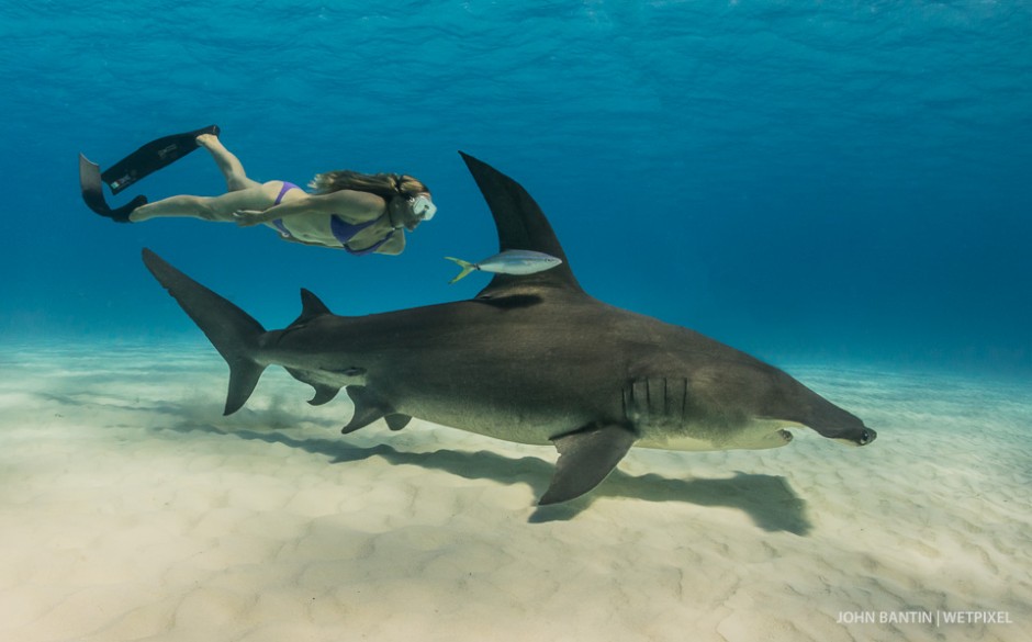 Liz Parkinson swims with a magnificent male great hammerhead (*Sphyrna mokarran*). It seemed totally oblivious to the presence of people in the water and merely was persistent in the hunt for the bait we had buried.