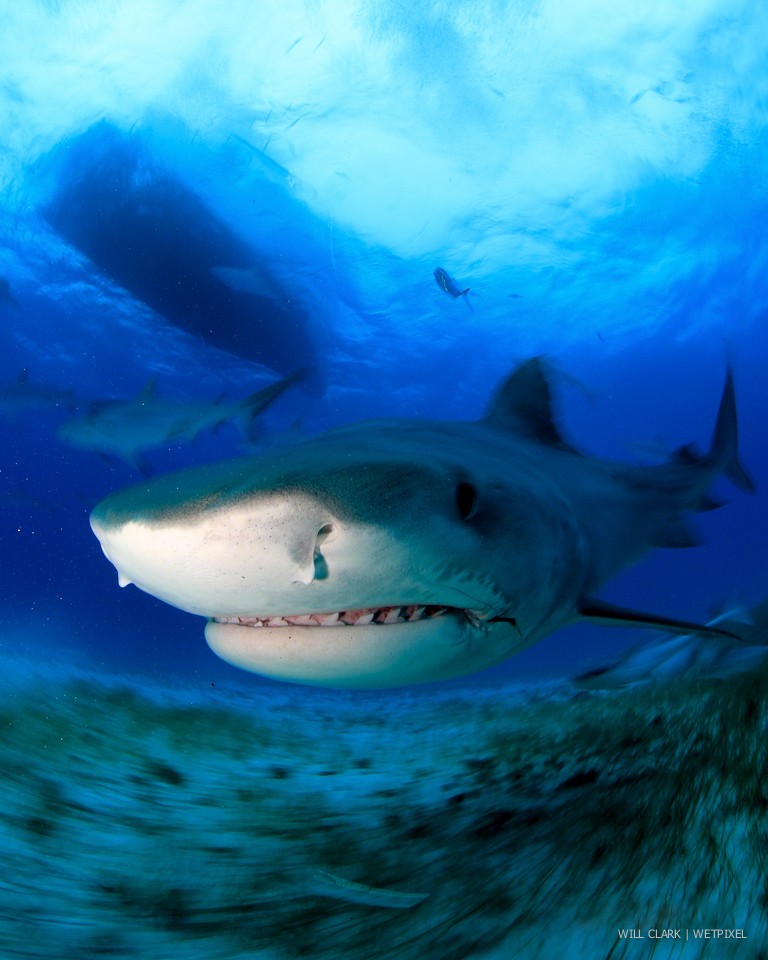 Wetpixel Tiger Sharks (Image by Will Clark).