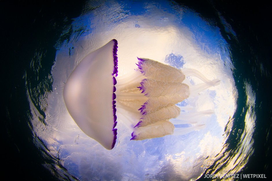 Barrel or frilly-mouthed jellyfish (*Rhizostoma pulmo*) from Calafell, Catalunya, Spain.
