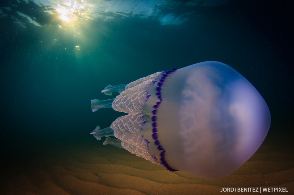Barrel or frilly-mouthed jellyfish (*Rhizostoma pulmo*) from Calafell, Catalunya, Spain.