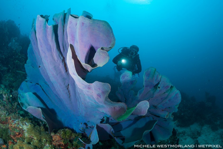 MR scuba diver and large Ianthella sponge (Ianthella
basta)  Kimbe Bay, Papua New Guinea