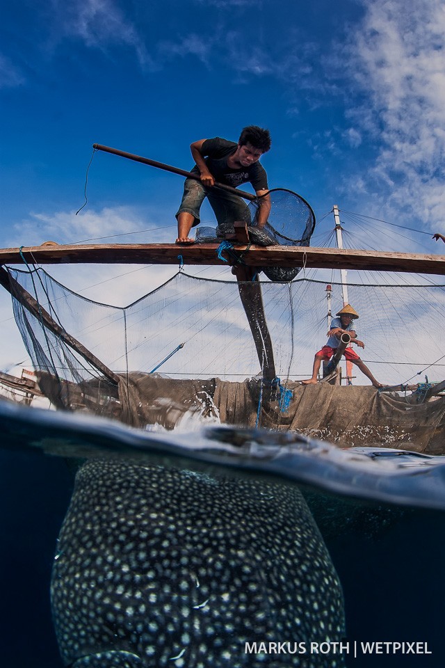 A whale shark (*Rhincodon typus*) waiting for his snack  from a fisherman in Cenderawasih Bay. 