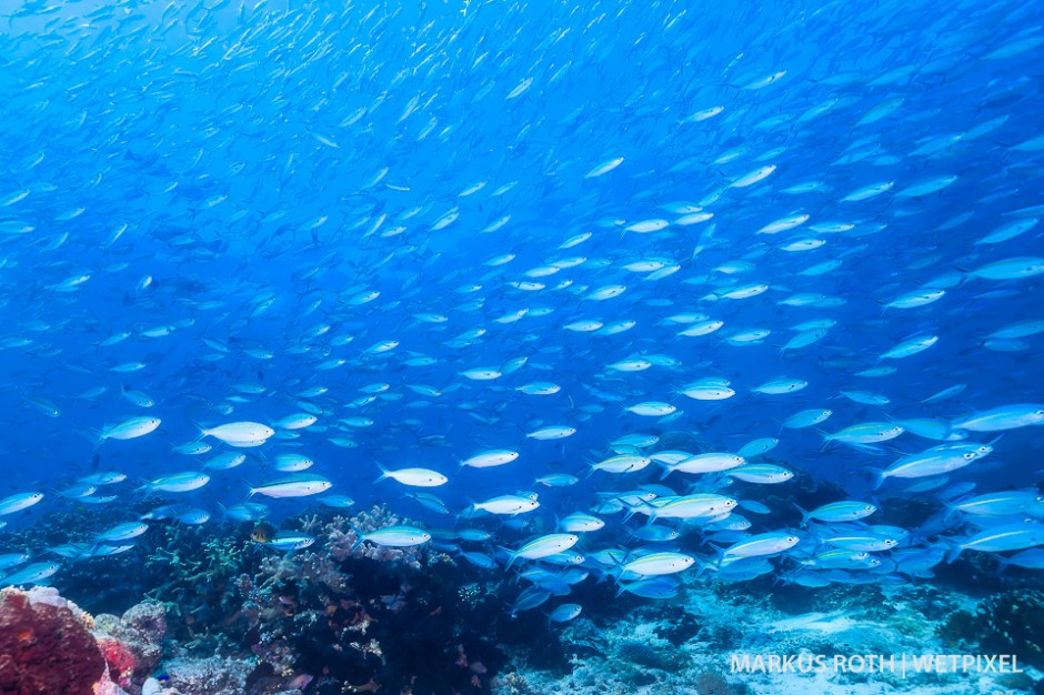 we found a huge school of  blue streak fusilier (*Pterocaesio tile*) on a exploration dive near Pulau Batanta.