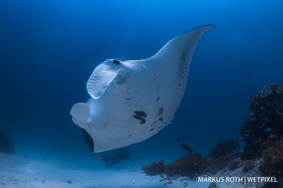 Manta ray (*Manta birostris*) found at a new dive site near Batanta in Raja Ampat.