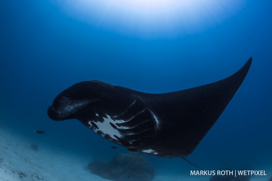 Black manta ray (*Manta birostris*) found at a new dive site near Batanta in Raja Ampat.
