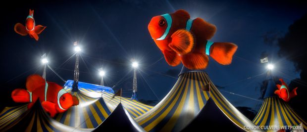 Clownfish circus