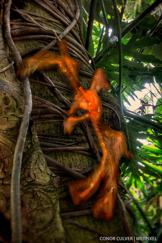 The orangutang tree.