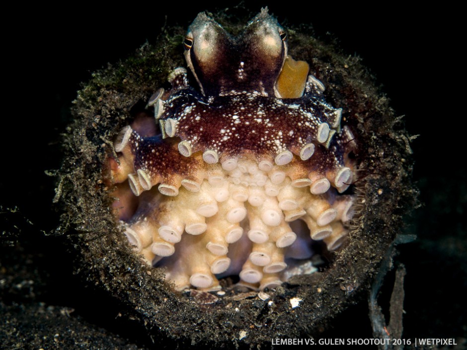 Debbie Arriaga (Lembeh). (*Octopus marginatus*).