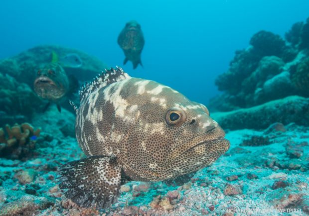 Camouflage grouper (epinephelus polyphekadion)-