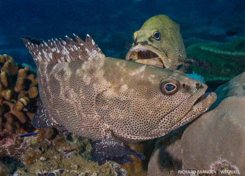 Camouflage grouper (*Epinephelus polyphekadion*) fighting for territory. Building up to spawning time males fight over territory. As the time approaches females will choose their male's nests, some lucky guys might even have more than one. 