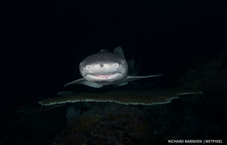 Sickle-fin lemon sharks (*Negaprion acutidens*) cruise over table corals where camouflage
grouper are hiding.