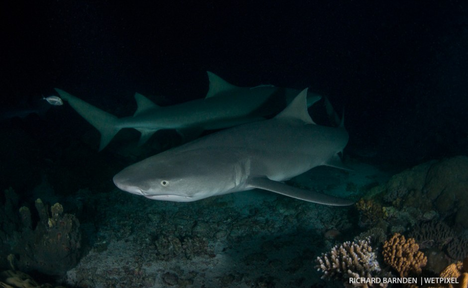 Sickle-fin lemon sharks (*Negaprion acutidens*) hunting camouflage
grouper. One move and your history. 