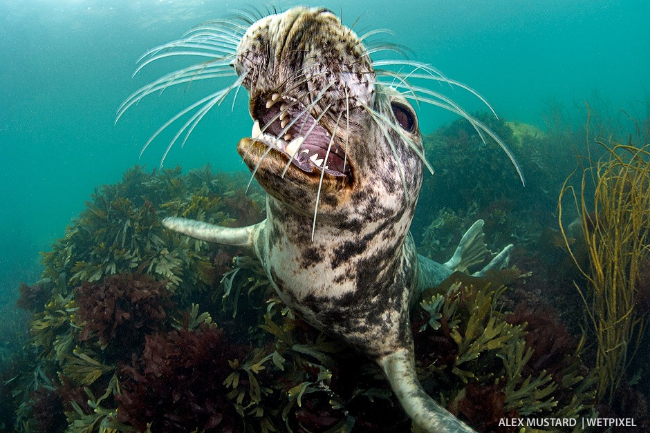 Cheerful Seal on saw wrack seaweed. Nikon D5 and Sigma 15mm. Subal ND5, Zen 230 dome. 2 x Inon Z240. 1/125th @ f/14, ISO 640.