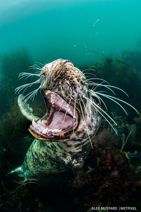 Playful seal. Nikon D5 and Sigma 15mm. Subal ND5, Zen 230 dome. 2 x Inon Z240. 1/125th @ f/14, ISO 640. 