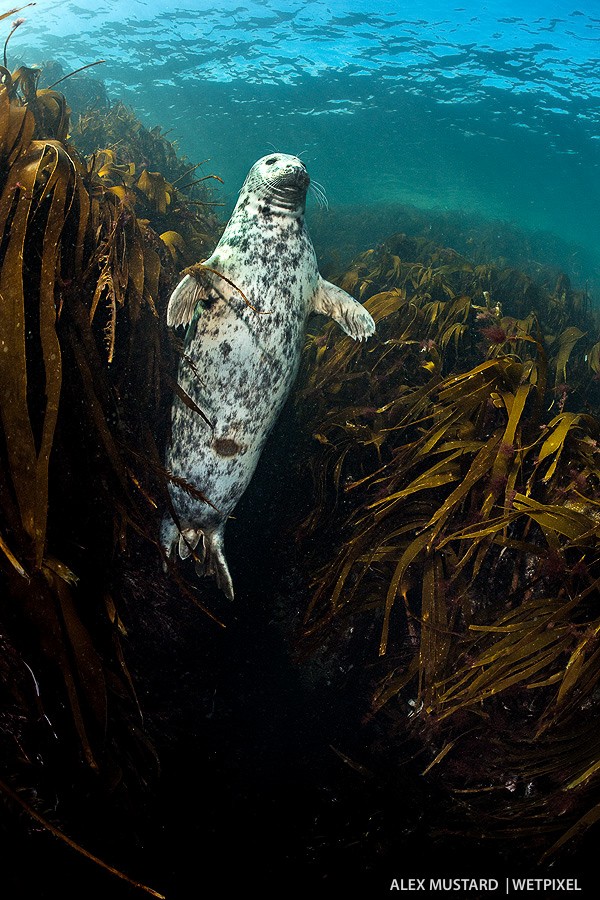 Queen of the kelp forest. Nikon D5 and Nikonos 13mm. Subal ND5. 2 x Inon Z240. 1/320th @ f/10, ISO 500. 