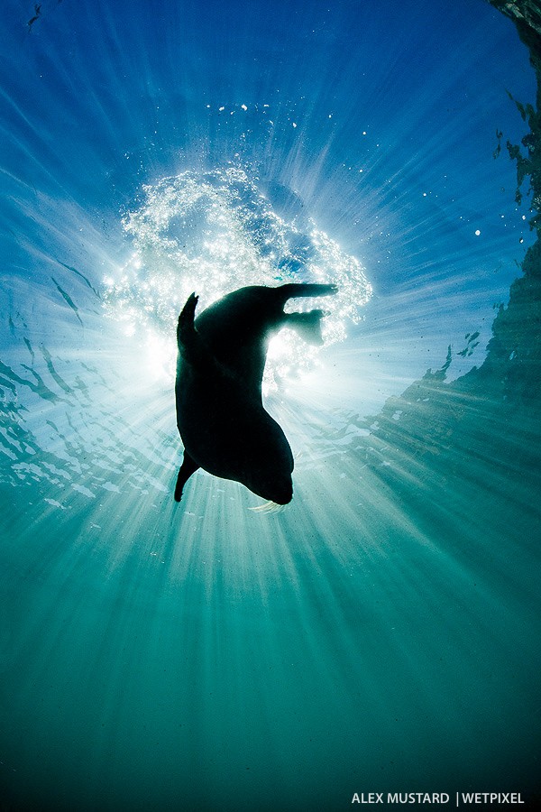 Diving seal silhouette. I used Fn-2 button to shoot this with the flashes off. Nikon D5 and Sigma 15mm. Subal ND5, Zen 230 dome. 1/320th @ f/22, ISO 500.