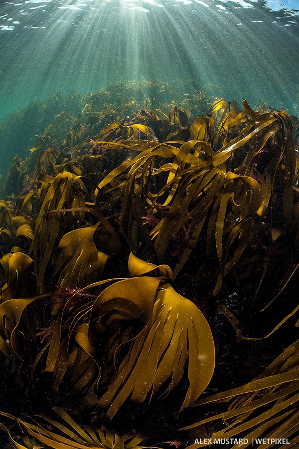 Kelp forest. Shot towards the sun, the camera captured both bright sunbeam detail and dark kelp, with rich color throughout.