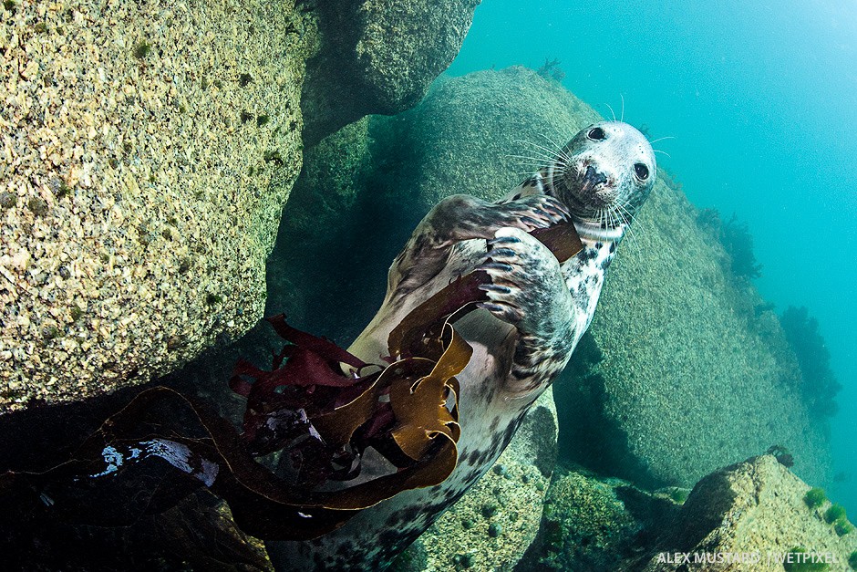 A female plays with kelp. Nikon D5 and Sigma 15mm. Subal ND5, Zen 230 dome. 2 x Inon Z240. 1/100th @ f/14, ISO 800. 