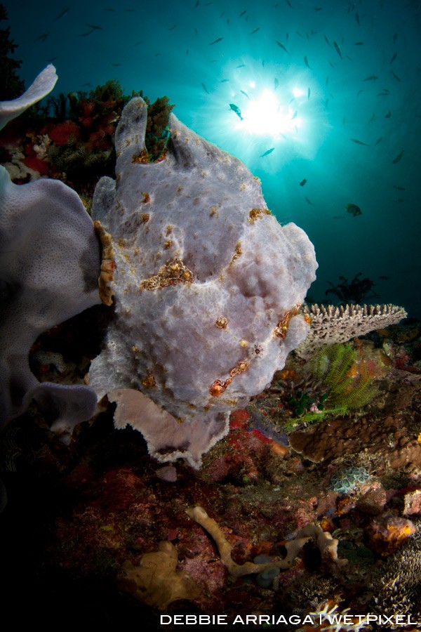Giant frogfish at Cannibal Rock