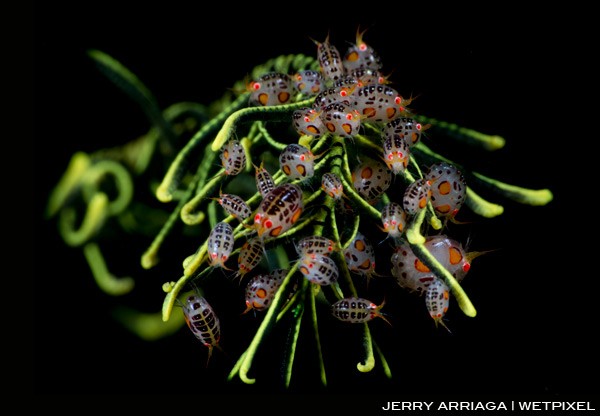 Colony of lady bugs on a feather star at Yellow Wall of Texas
