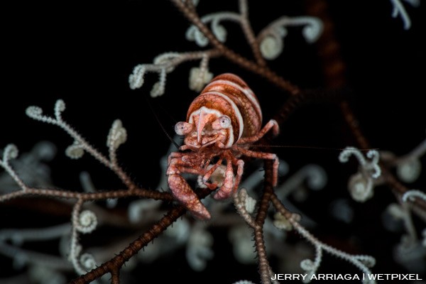 Conical shrimp on a basket star during a night dive