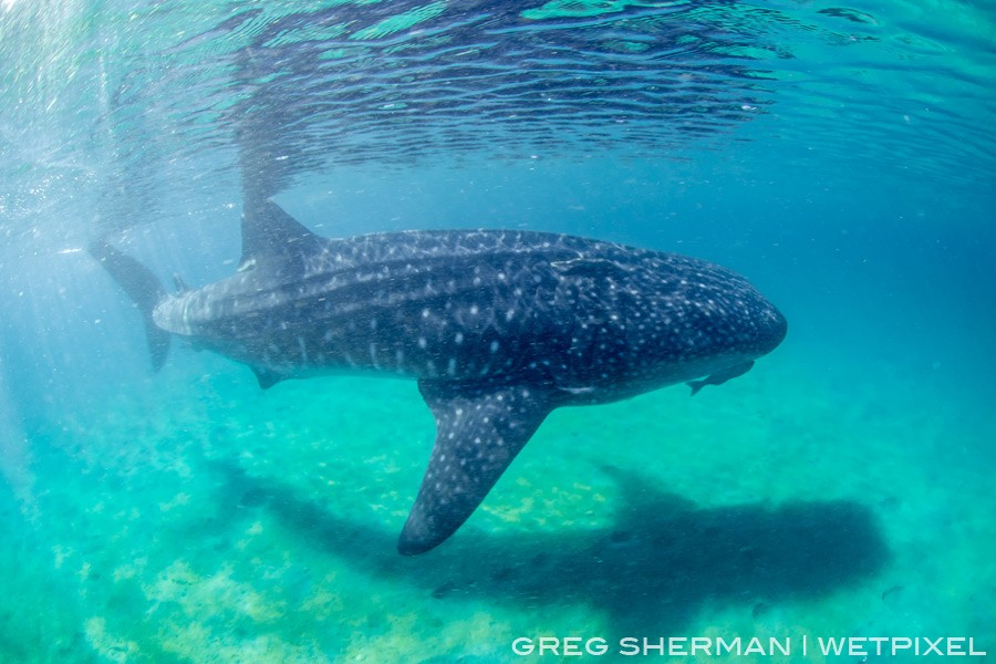 Whale sharks (Rhincondon typus) in shallow water can make for interesting composition opportunities