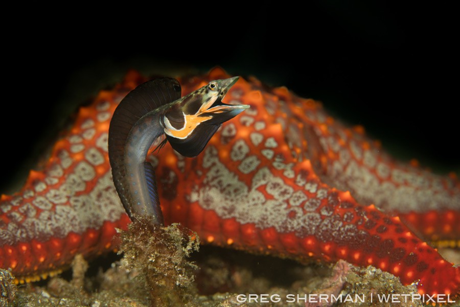 This was a very bold Orangethroat pikeblenny (Chaenopsis alepidota)  to be displaying so close to another creature