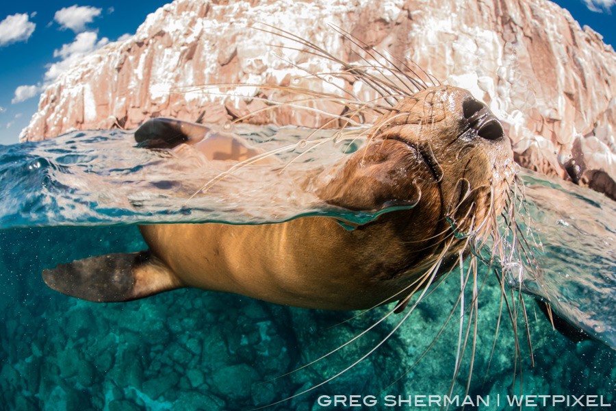 A sea lion (Zalophus californianus) rubs against my dome port at Isla los Islotes