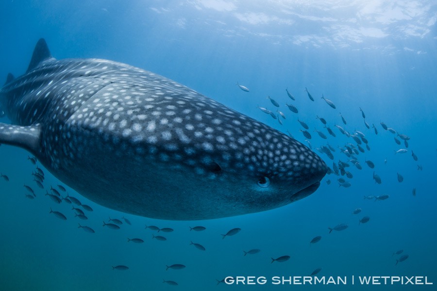 It’s not uncommon to have a whale shark (Rhincondon typus) all to yourself while snorkeling with them in the Sea of Cortez