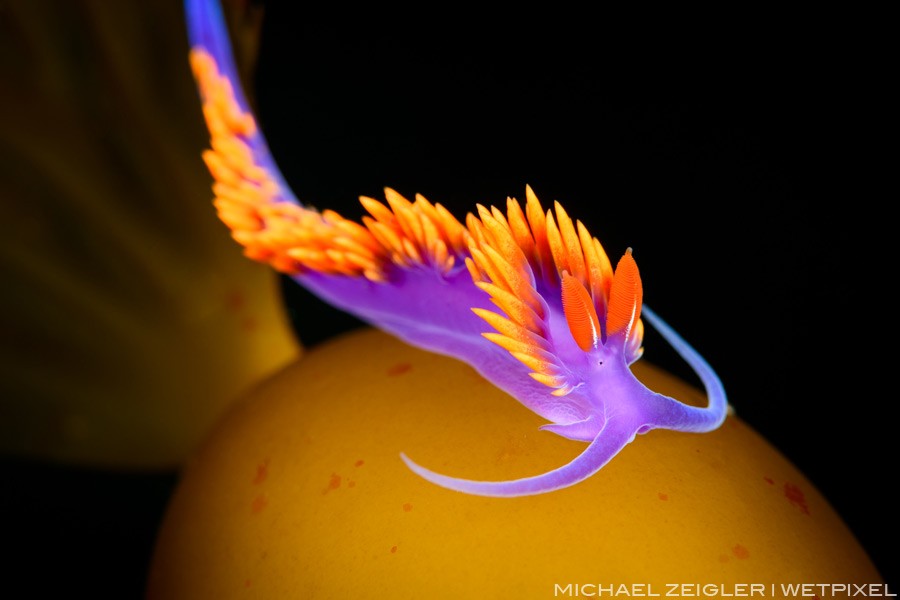 Perhaps my favorite nudibranch to photograph, the Spanish shawl (Flabellina iodinea), is one of the most colorful of the 125+ species that are documented in the waters off California. I found this one cruising on a pneumatocyst (float) of giant kelp 