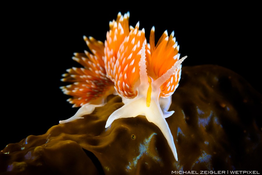 An Opalescent nudibranch (Hermissenda opalescens) on a blade of kelp at the popluar dive site called Bird Rock, near the isthmus at Catalina Island.