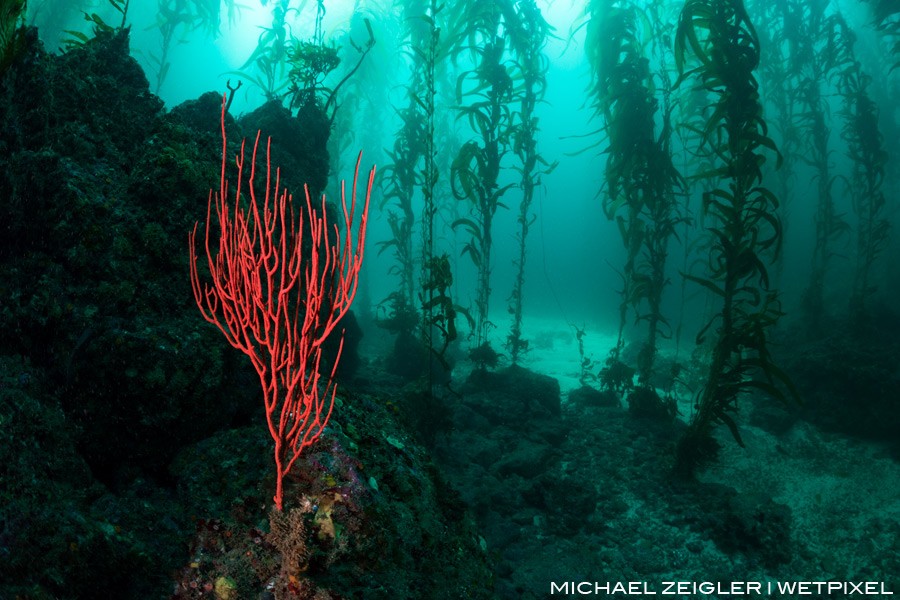 A red gorgonian (Lophogorgia chilensis) stands out from an otherwise drab rock near Santa Cruz Island.