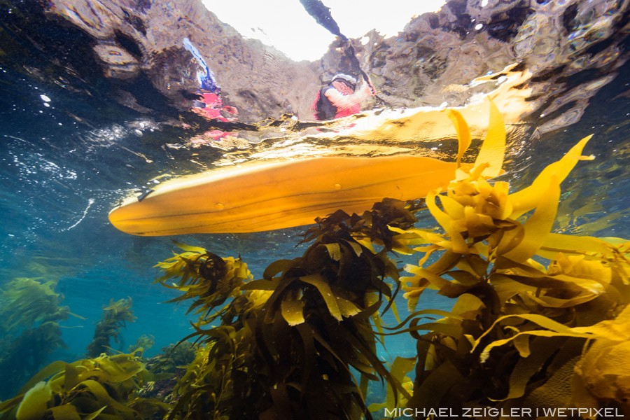 Unsuspecting kayakers enjoy the shallow kelp forests of Anacapa Island, California.