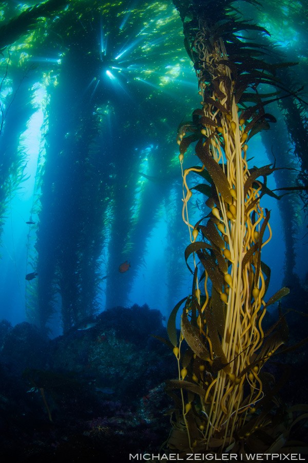 Sun bursting through the thick canopy of giant kelp (Macrocystis pyrifera) during aquarium-like conditions at Land'ss End, along the "back side" of Catalina Island.