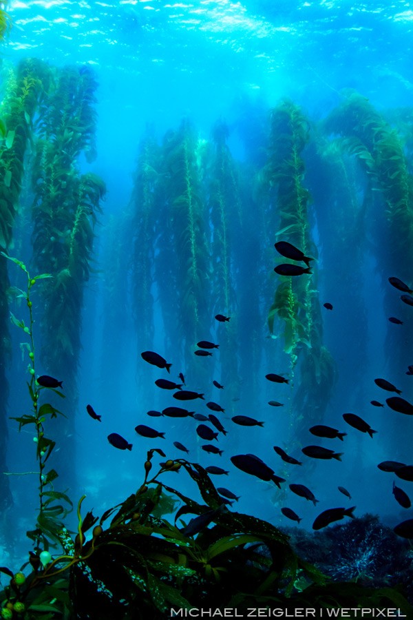 A school of blacksmith (Chromis punctipinnis) dancing in the shadows against the backdrop of a majestic kelp forest off the coast of Santa Barbara Island.