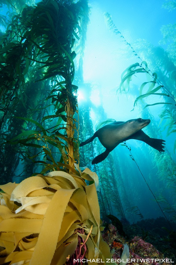 Sea lion (Zalophus californianus) enjoying its kelp forest playground near the rookery at Santa Barbara Island.