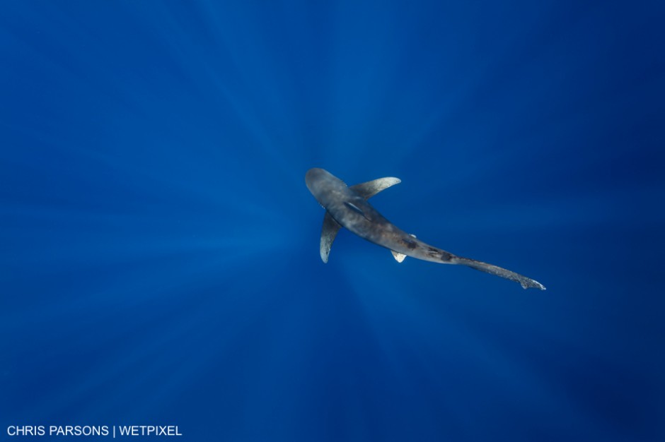 Oceanic Whitetip Shark swimming over deep water with sunbeams. Cat Island, Bahamas. Carcharhinus longimanus. Chris Parsons