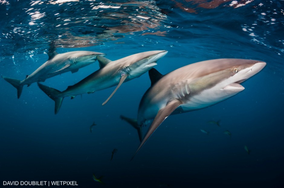 Stable populations of  Silky Sharks patrol  the rich coral reefs of Gardens of the Queen, National Marine park,  Cuba.  Unlike many places in the world The Gardens of the Queen National Marine Park has stable populations of sharks. David Doubilet