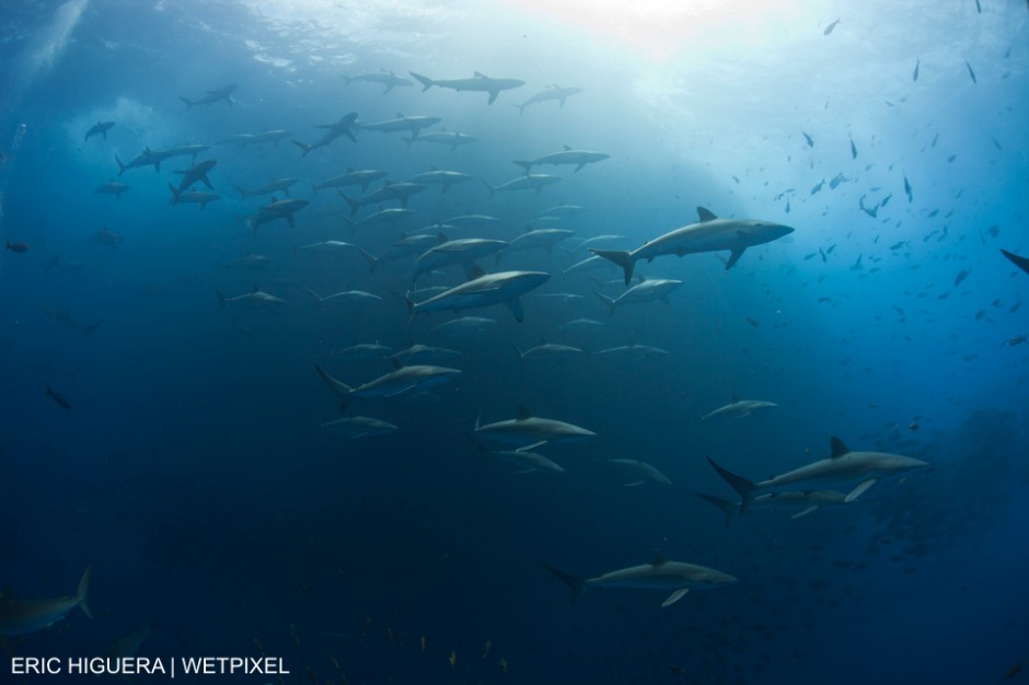 At the end of the fall in the mexican pacific, Silky Sharks (Carcharhinus falciformis) tend to gather together and form large schools to begin their annual migration to the mating grounds. Eric Higuera