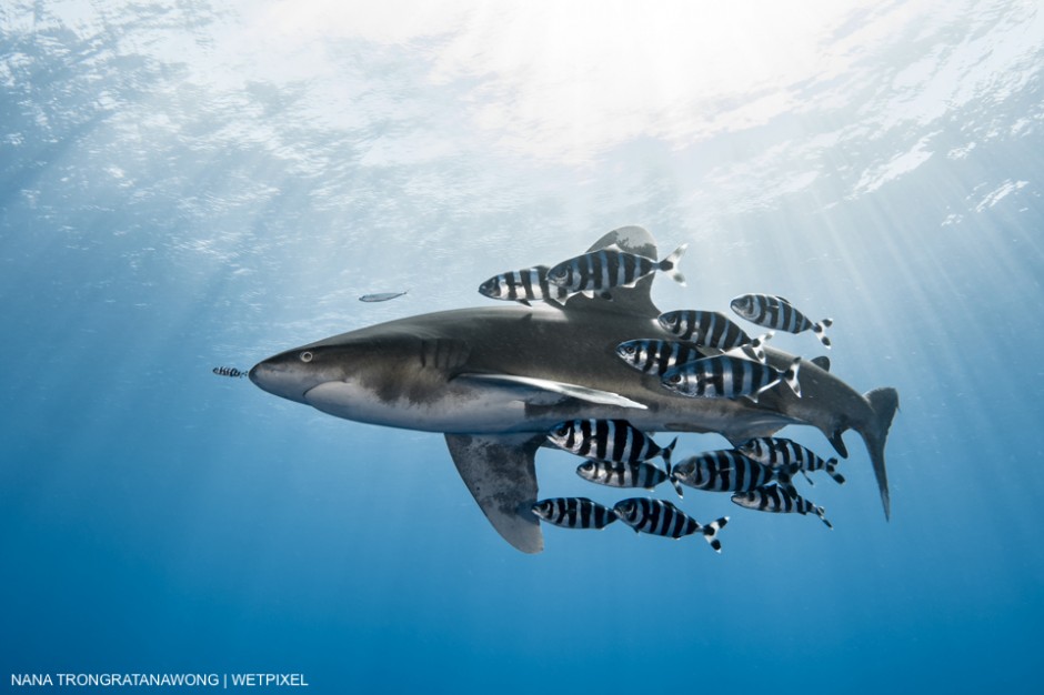 It's quite common to see Oceanic whitetip sharks accompanied by pilot fish. Nana Trongratanawong