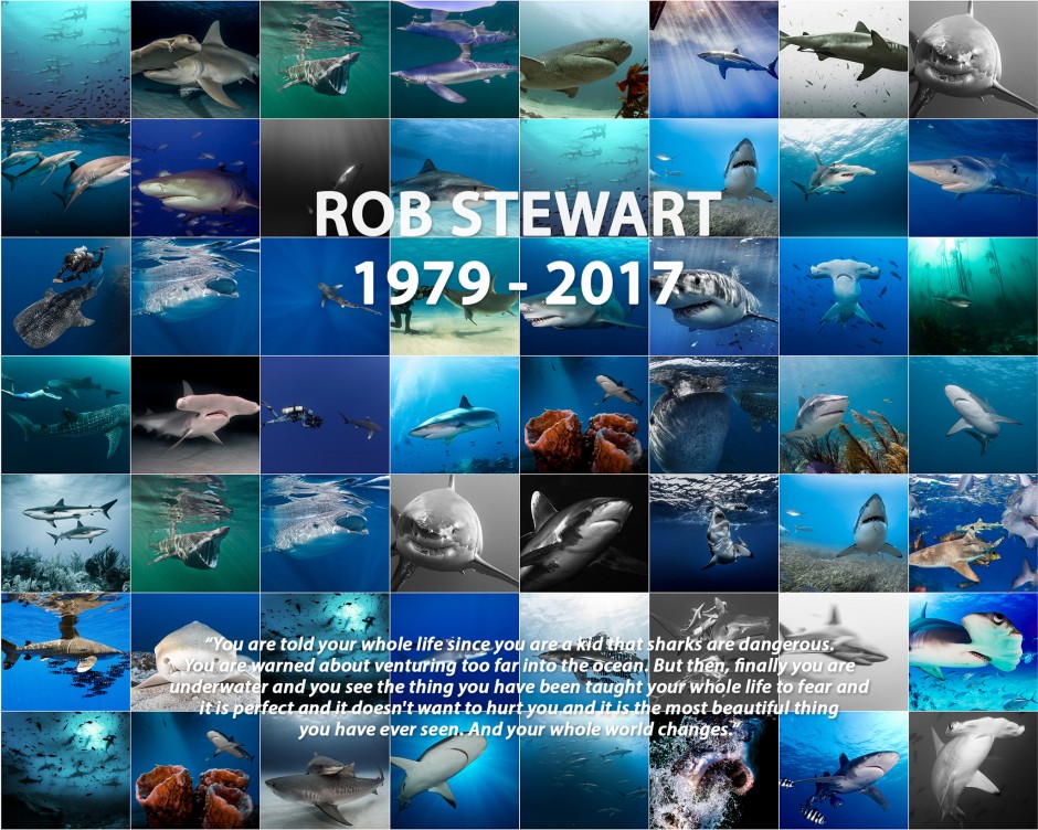 A wall of shark imagery in honor of Rob Stewart.
