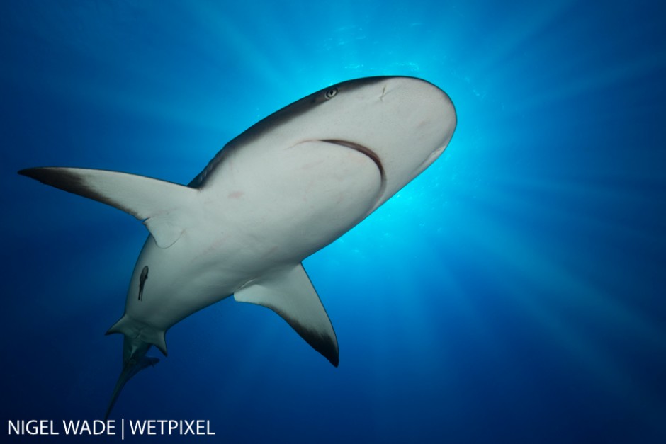 A majestic Caribbean Reef Shark (Carcharhinus perezii) cruises lazily overhead blocking out the bright Cuban sun. Nigel Wade