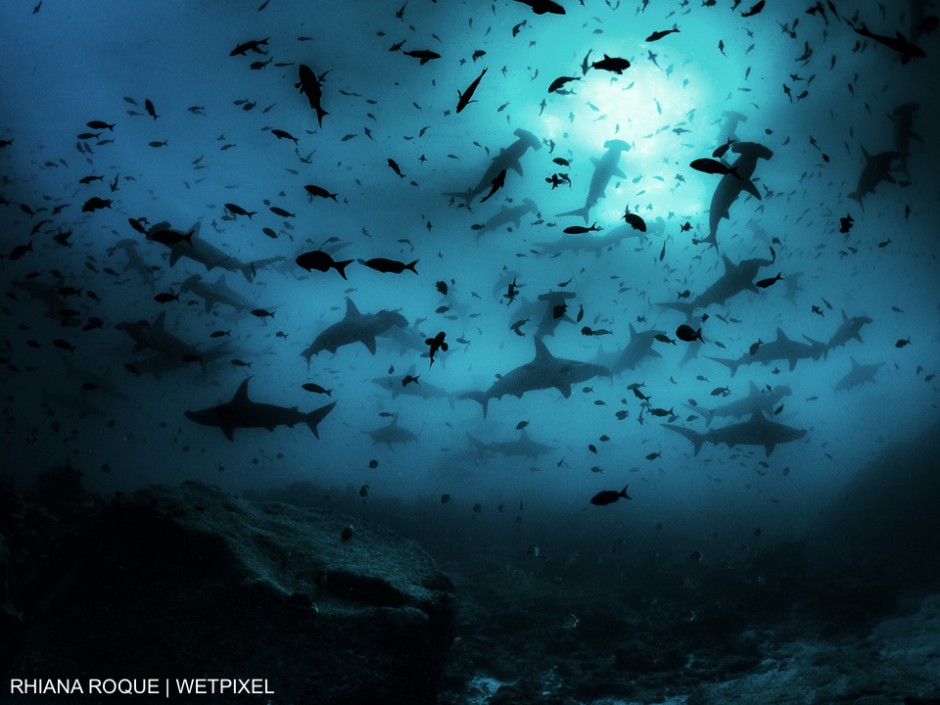 Hammerhead Heaven" - taken in Darwin Island, Galapagos. Looking up at a school of scalloped hammerheads. Experiences like this make up the dreams of shark lovers everywhere and is one of the reasons we all keep diving. Rhiana Roque