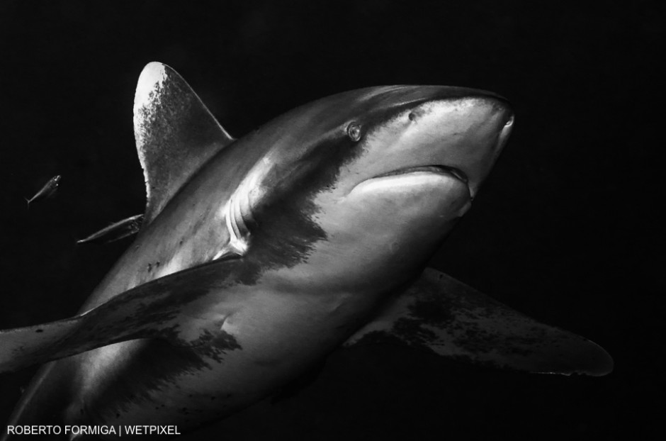 Oceanic whitetip shark shot at Cat Island (Bahamas). For this shot I used a 60mm lens behind my dome port in order to get a closeup. Roberto Formiga
