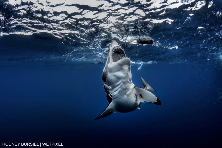 Great White shark photographed at Guadalupe Island aboard the Solmar V. Rodney Bursiel