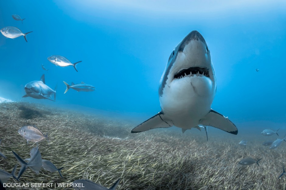 Great White Sharks (Carcharodon carcharias) patrol the sea floor in South Australia. Douglas Seifert