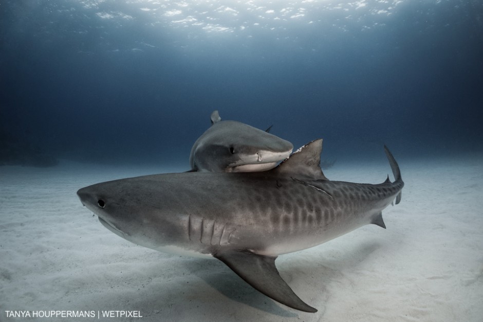 Tiger Sharks (Galeocerdo cuvier) - Taken at Tiger Beach, Grand Bahama - Two female tiger sharks intersect as they pass by each other just over the sea floor off the coast of Grand Bahama. Tanya Houppermans